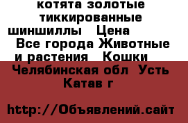 котята золотые тиккированные шиншиллы › Цена ­ 8 000 - Все города Животные и растения » Кошки   . Челябинская обл.,Усть-Катав г.